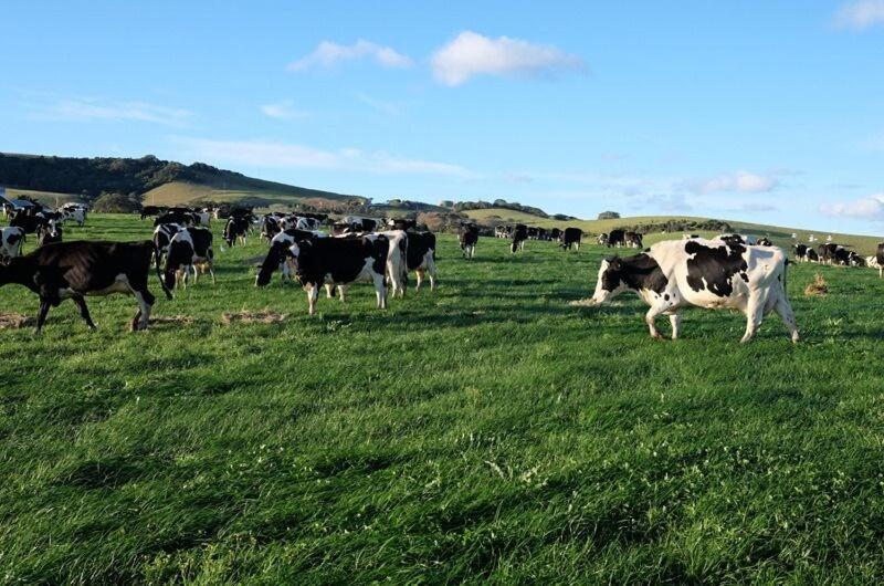 Holiday home Seacliff House 10 Bedrooms With Ocean & Dairy Country Views Gerringong